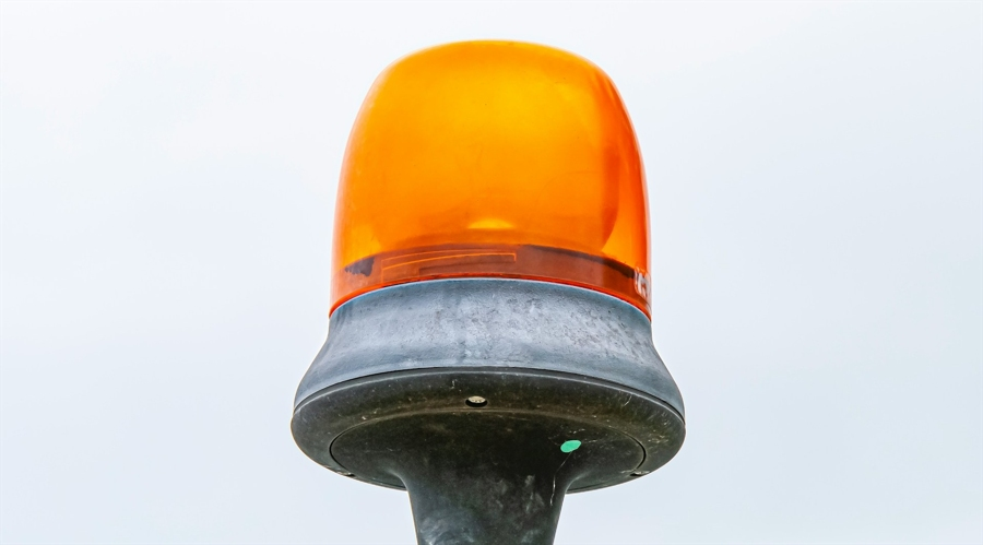 砂仁采摘季，食补正当时